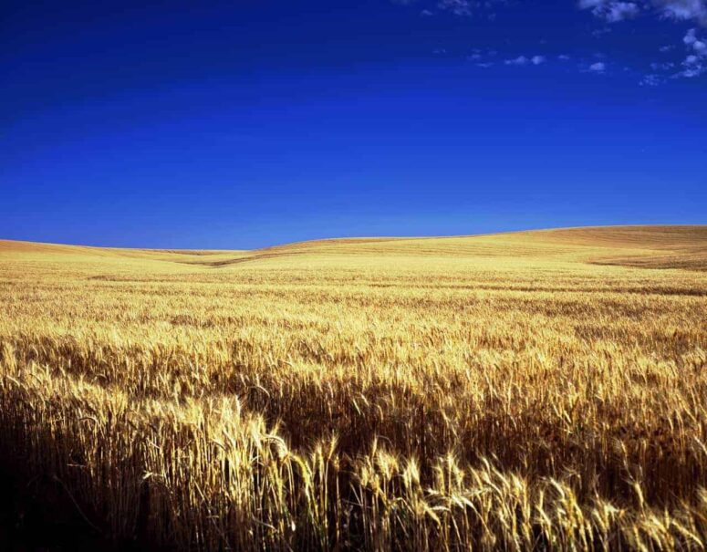 Cose memorabili da fare in Kansas