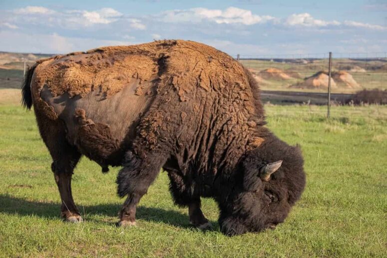 Budget Cose da fare in North Dakota